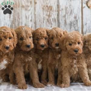 Josefina, Mini Goldendoodle Puppy